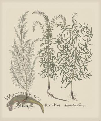 Besler 165 Colored B2